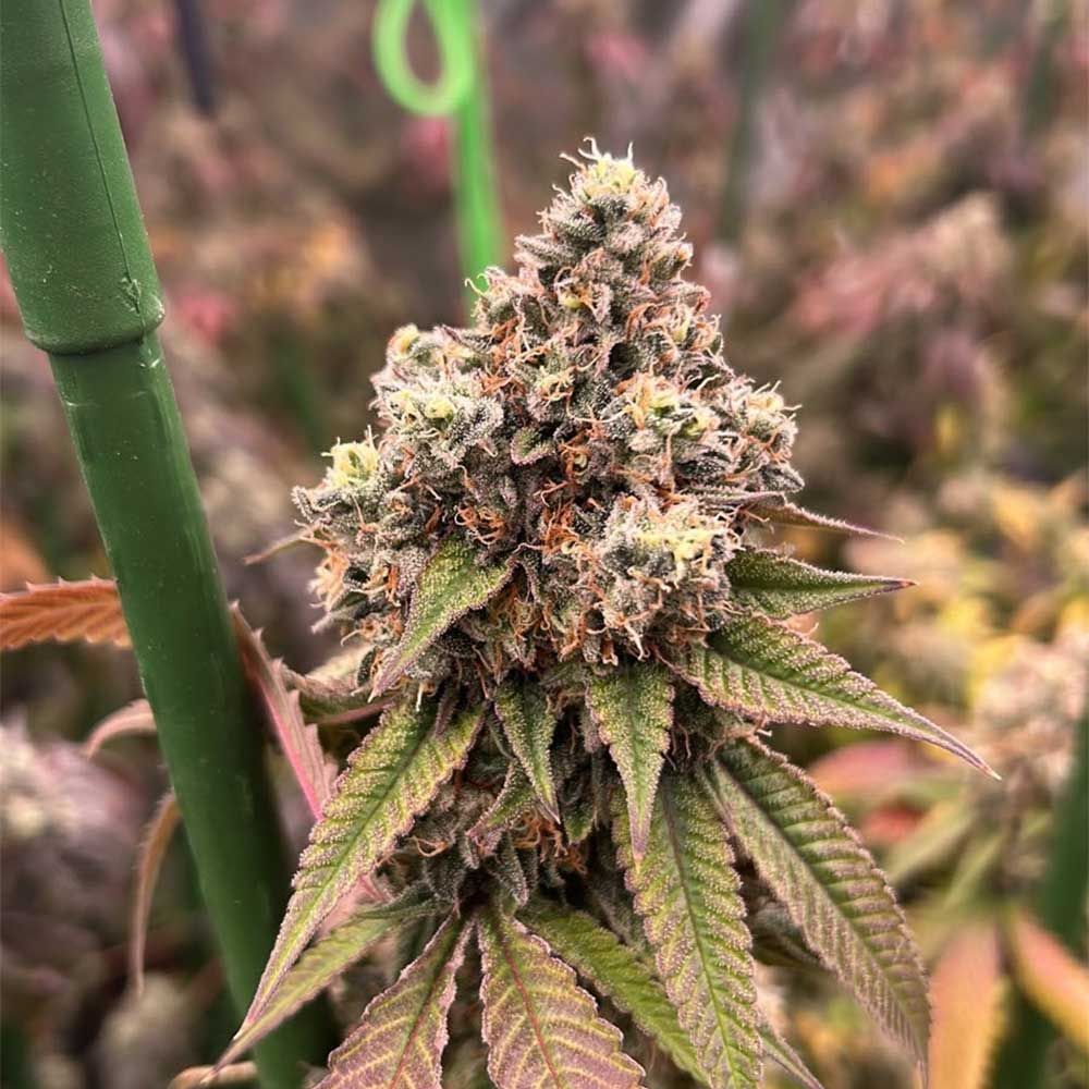 Little Chief Collabs - Pink Mochi Runtz Feminized Little Chief Collabs - Pink Mochi Runtz Feminized