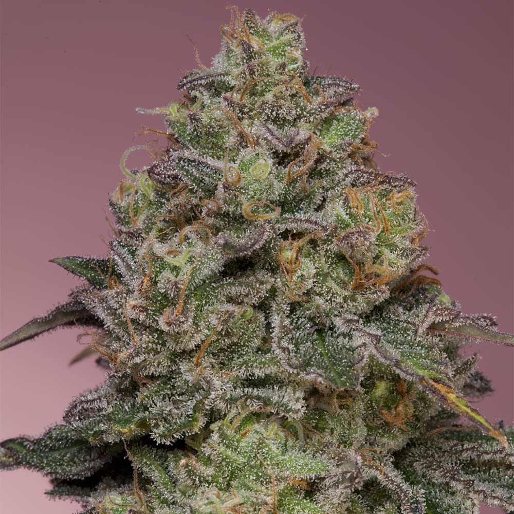 Grounded Genetics - Pink Parmesan Feminized