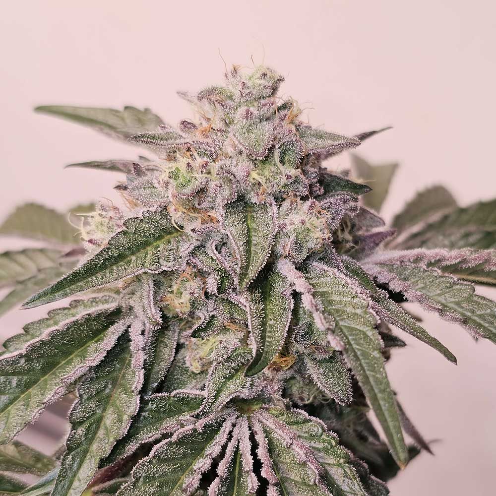 Karma Genetics Seeds - Pink Pie - Feminized