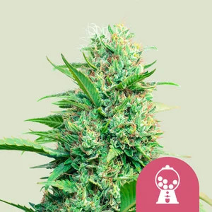 Pink Runtz - Feminized - Royal Queen Seeds