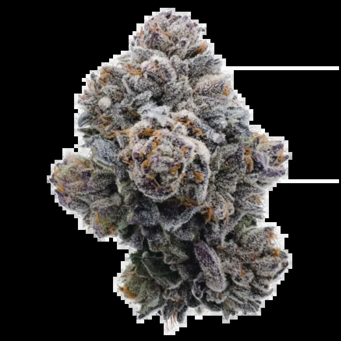 Growers Choice Seeds - Pink Glitterbomb Feminized Growers Choice Seeds - Pink Glitterbomb Feminized