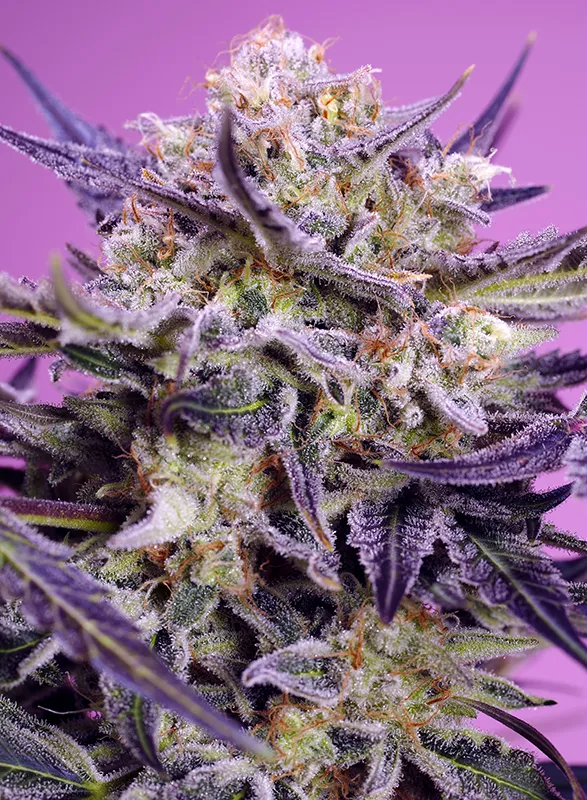 Sweet Seeds - Pink Guava F1 Fast Version - Feminised