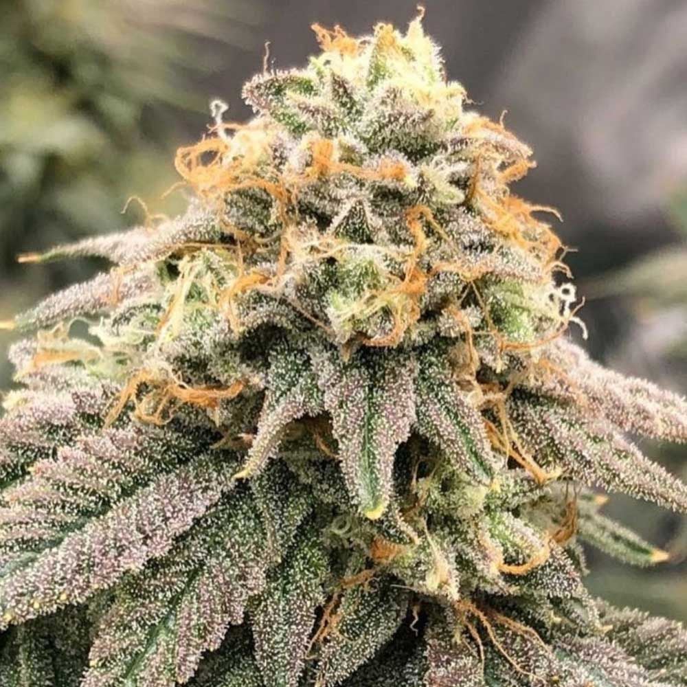 Pheno Finder Seeds - Pinkz Feminized