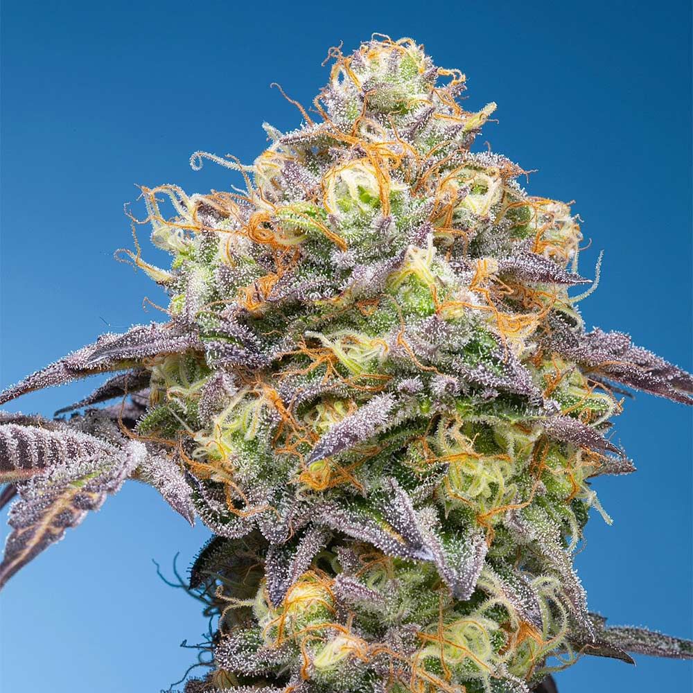 Grounded Genetics - Plumz Feminized