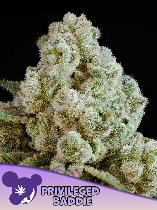 Anesia Seeds - Privileged Baddie Feminized