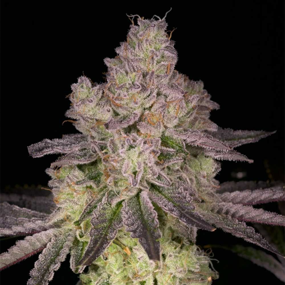 Archive Seeds - Prodigy Regular Archive Seeds - Prodigy Regular