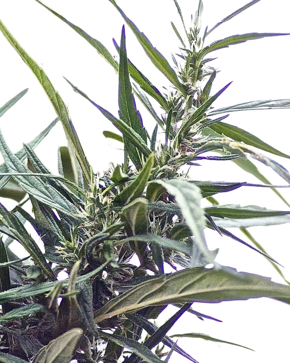 Scott Family Farms Pure Love #8 Regular    