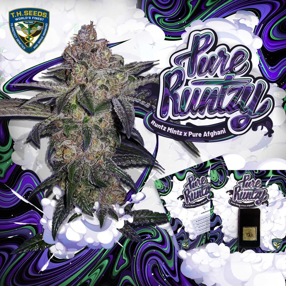 T.H Seeds - Pure Runtzy - Feminized T.H Seeds - Pure Runtzy - Feminized