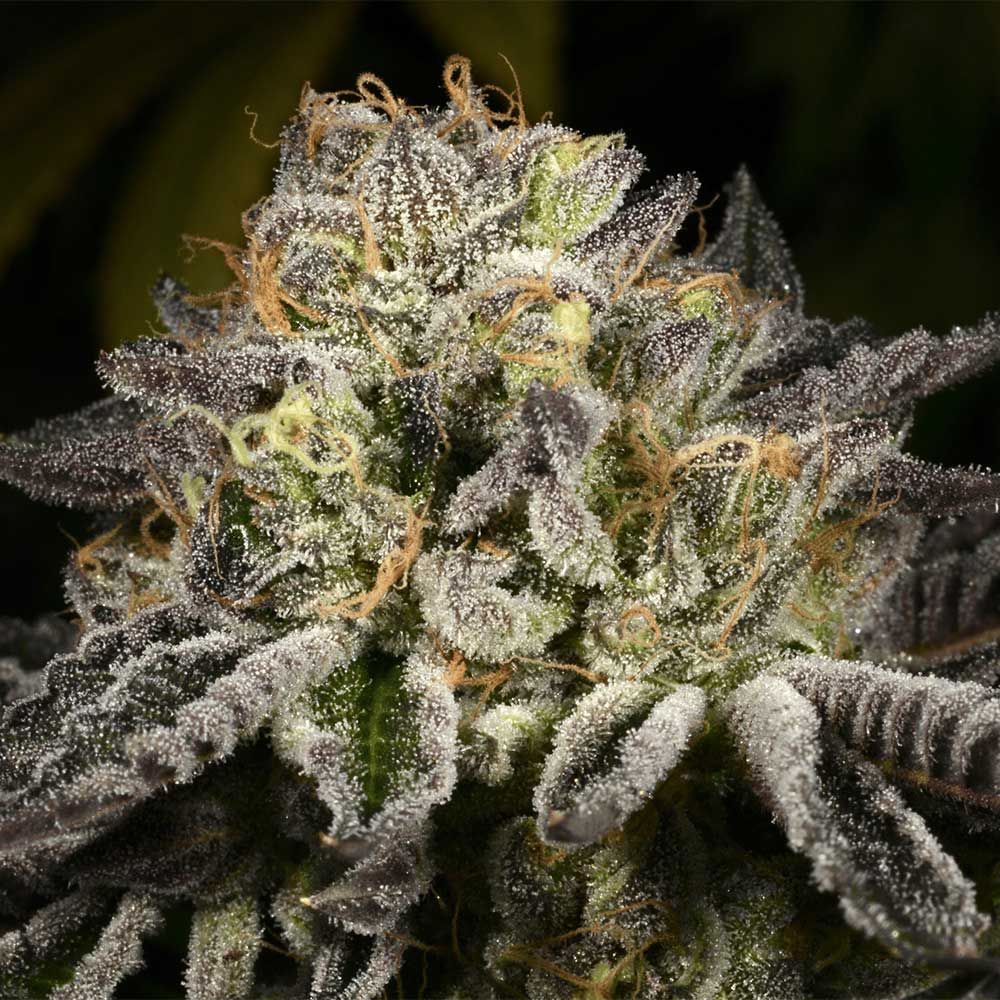 Archive Seedbank - Purp Skurp Feminized Archive Seedbank - Purp Skurp Feminized