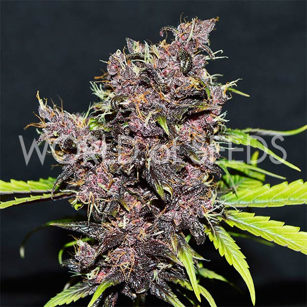World of Seeds - Purple Afghan Kush Ryder - Autoflowering Feminised