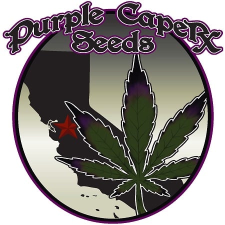 SILVER LINE Cherry Tonic's Web - Regular - Purple Caper Seeds