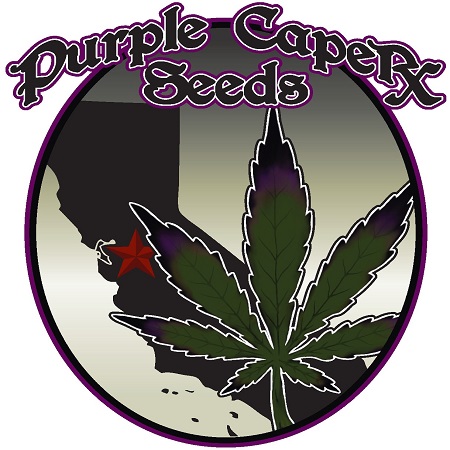 GOLD LINE Birthday Cake - Regular - Purple Caper Seeds