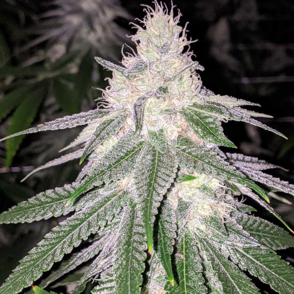 Rare Dankness Seeds - Purple Hashplant Haze - Regular Rare Dankness Seeds - Purple Hashplant Haze - Regular