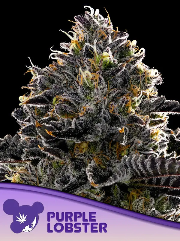Purple Lobster Feminized - Anesia Seeds