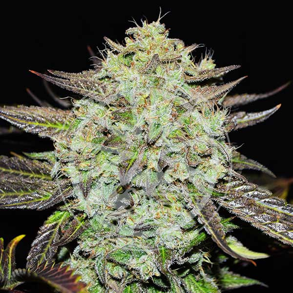 Delicious Seeds - Purple Mango Kush - Feminized