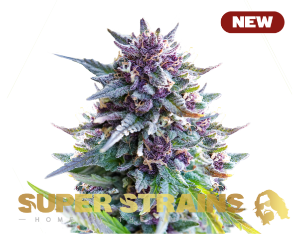 Superstrains Seeds - Purple Punch Feminised