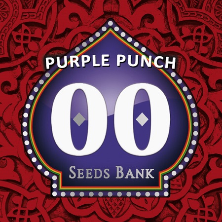 Purple Punch - Feminized - OO Seeds