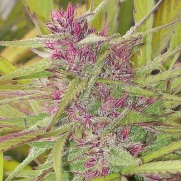 Purple Satellite - Regular - Ace Seeds 