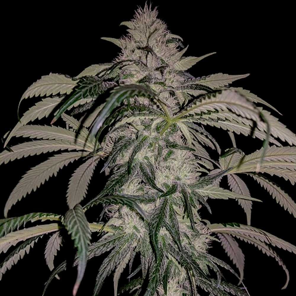 Rare Dankness Seeds - Purple Swish Haze - Regular Rare Dankness Seeds - Purple Swish Haze - Regular