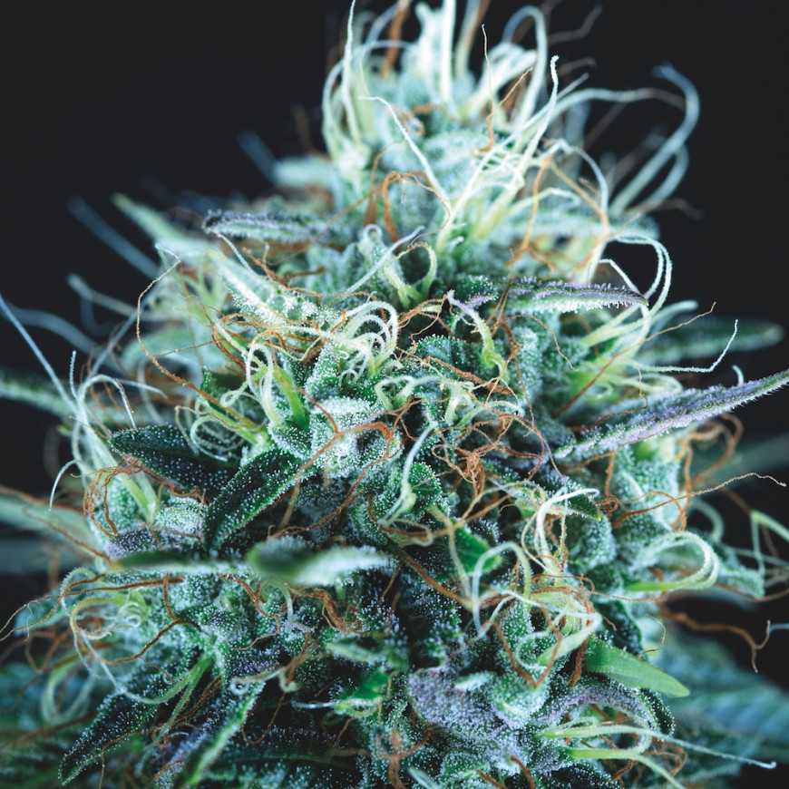 Pyramid Seeds - Purple Urkle x Blue Pyramid Limited Edition Gold Line Feminized