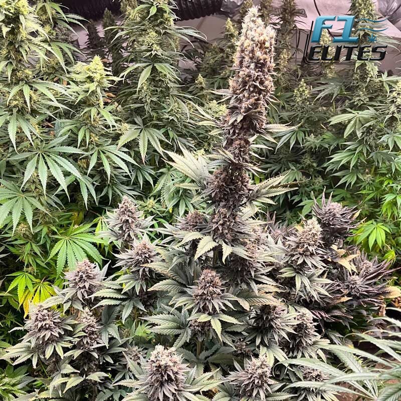 F1 Cannabis Elites Purple Capes Feminised  