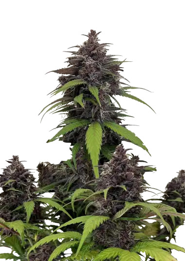 Fast Buds Seeds - Purple Haze Auto Feminized