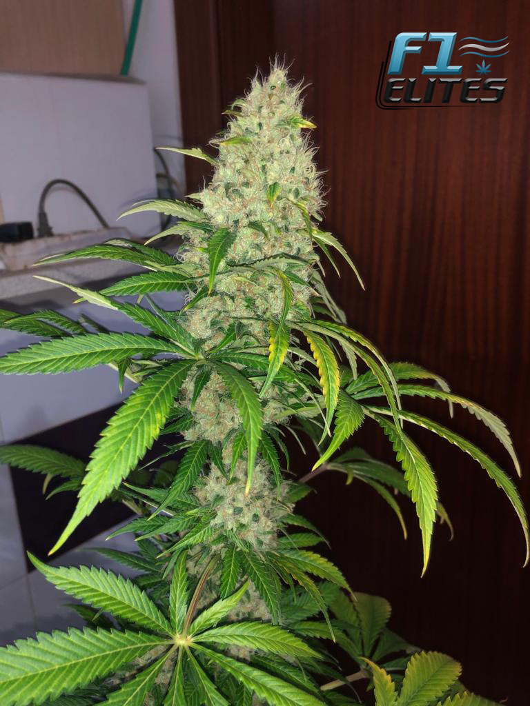 F1 Cannabis Elites Purple Punches Feminised  