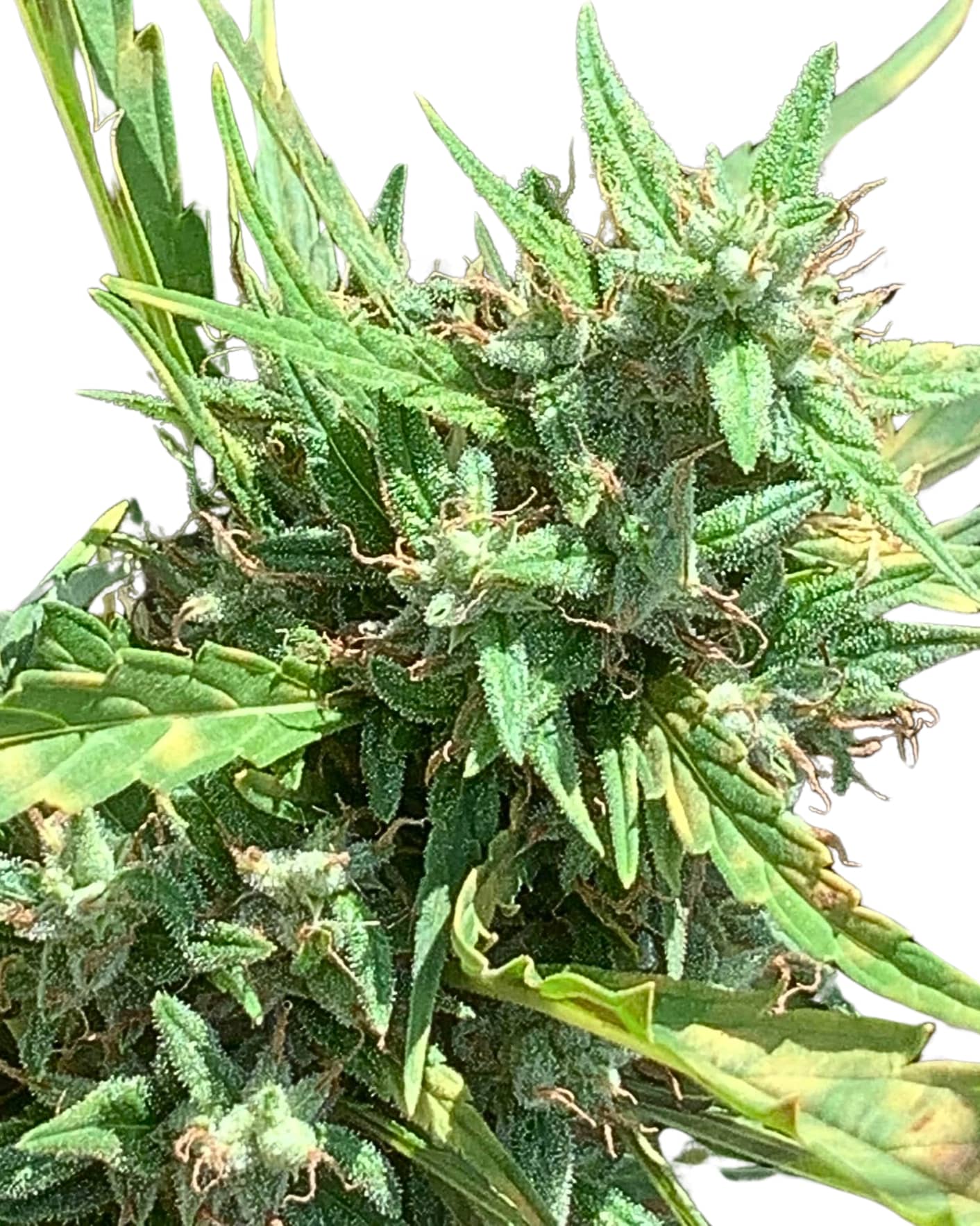 Scott Family Farms Queen of Congo Regular  