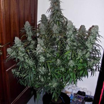 Phoenix Seeds - Quick Flowering THC Feminised Phoenix Seeds - Quick Flowering THC Feminised