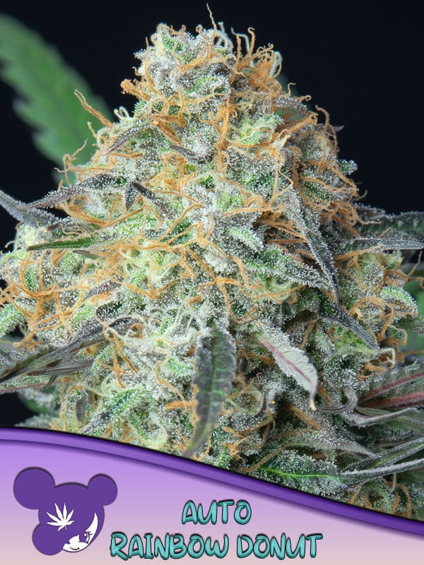 Rainbow Donut Auto- Feminized - Anesia Seeds 