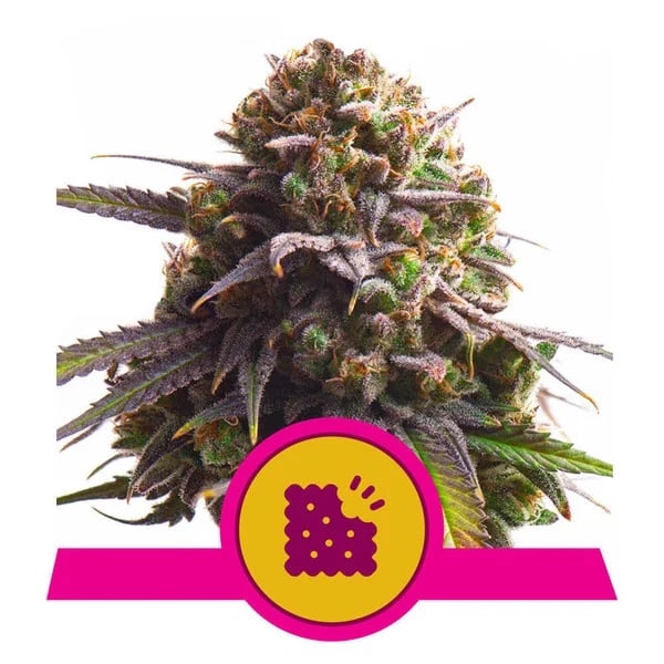 Biscotti-Feminized-Royal-Queen-Seeds