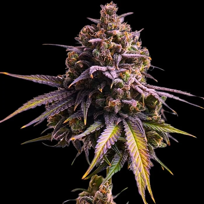 Empire Seeds - RS11 Auto - Feminized Empire Seeds - RS11 Auto - Feminized