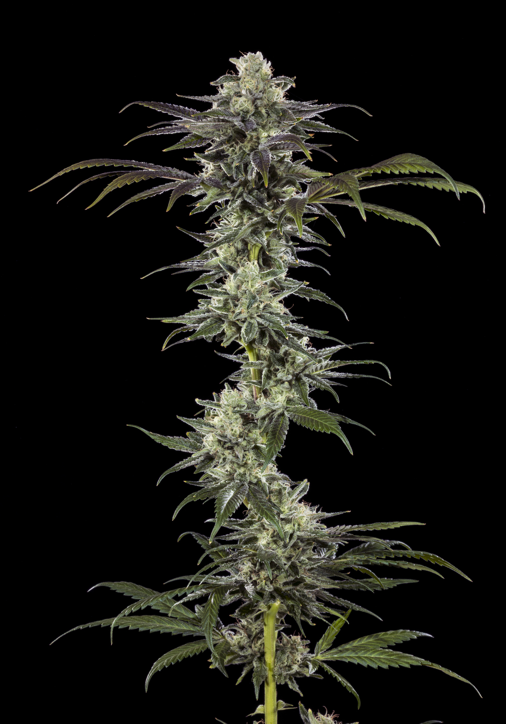 Barney's Farm Seeds - RS11 F1 Feminized