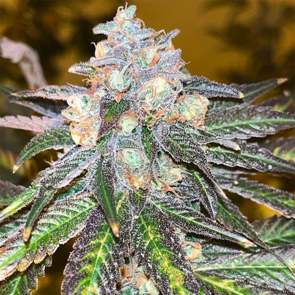 Old School Genetics - RS11 Kosher Feminized