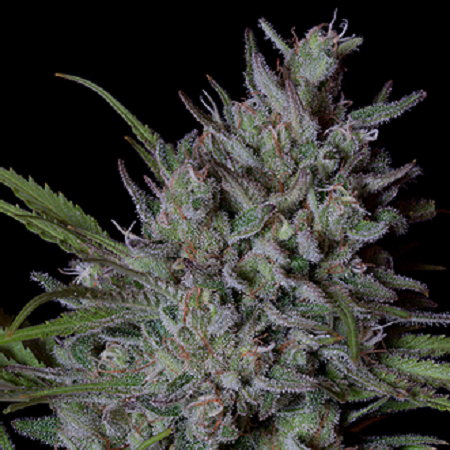Crystal Runtz - Feminized - Big Head Seeds Crystal Runtz - Feminized - Big Head Seeds