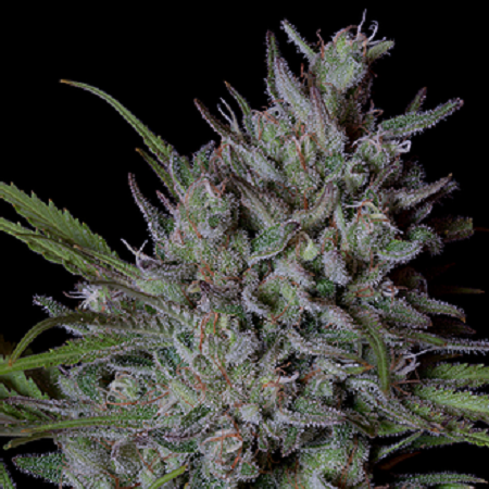 Crystal Runtz - Feminized - Big Head Seeds