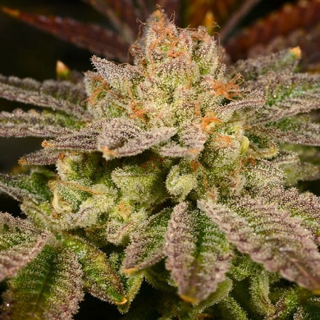 Rainbow Belts (Z BX1) (Reversed) - Feminized - Archive Seeds