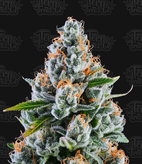 Terp Treez Co - Rainbow MelonZ - Feminized Terp Treez Co - Rainbow MelonZ - Feminized