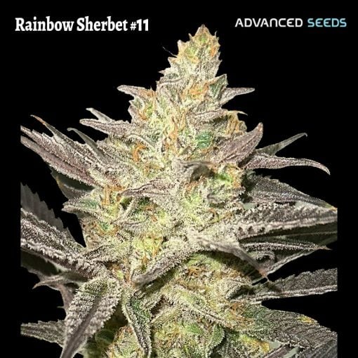 Advanced Seeds - Rainbow Sherbet #11 - Feminized Advanced Seeds - Rainbow Sherbet #11 - Feminized