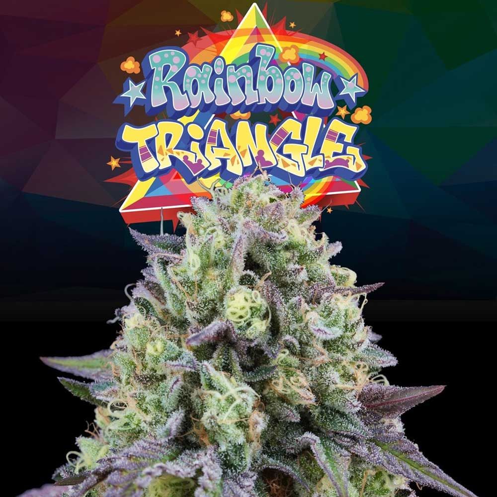 Perfect Tree Seeds - Rainbow Triangle - Feminized Perfect Tree Seeds - Rainbow Triangle - Feminized