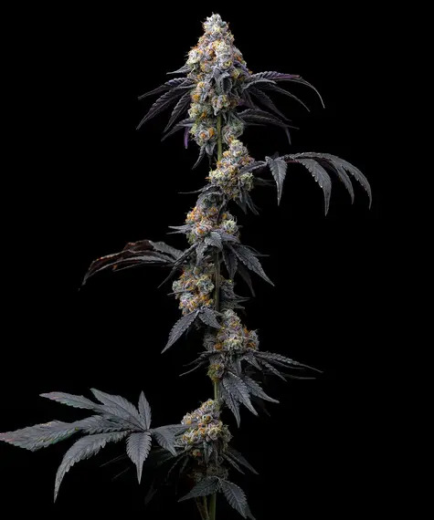 Barney's Farm Seeds - Rainbow Sherbet - Feminized
