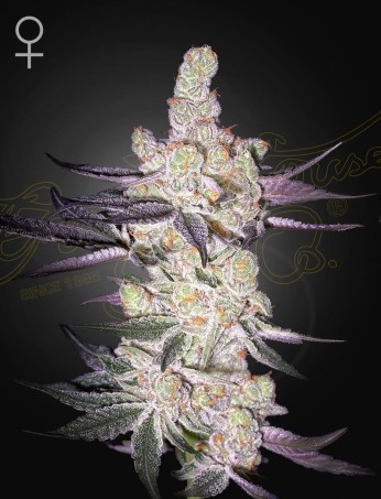 Razuberi - Feminized - Green House Seeds Razuberi - Feminized - Green House Seeds