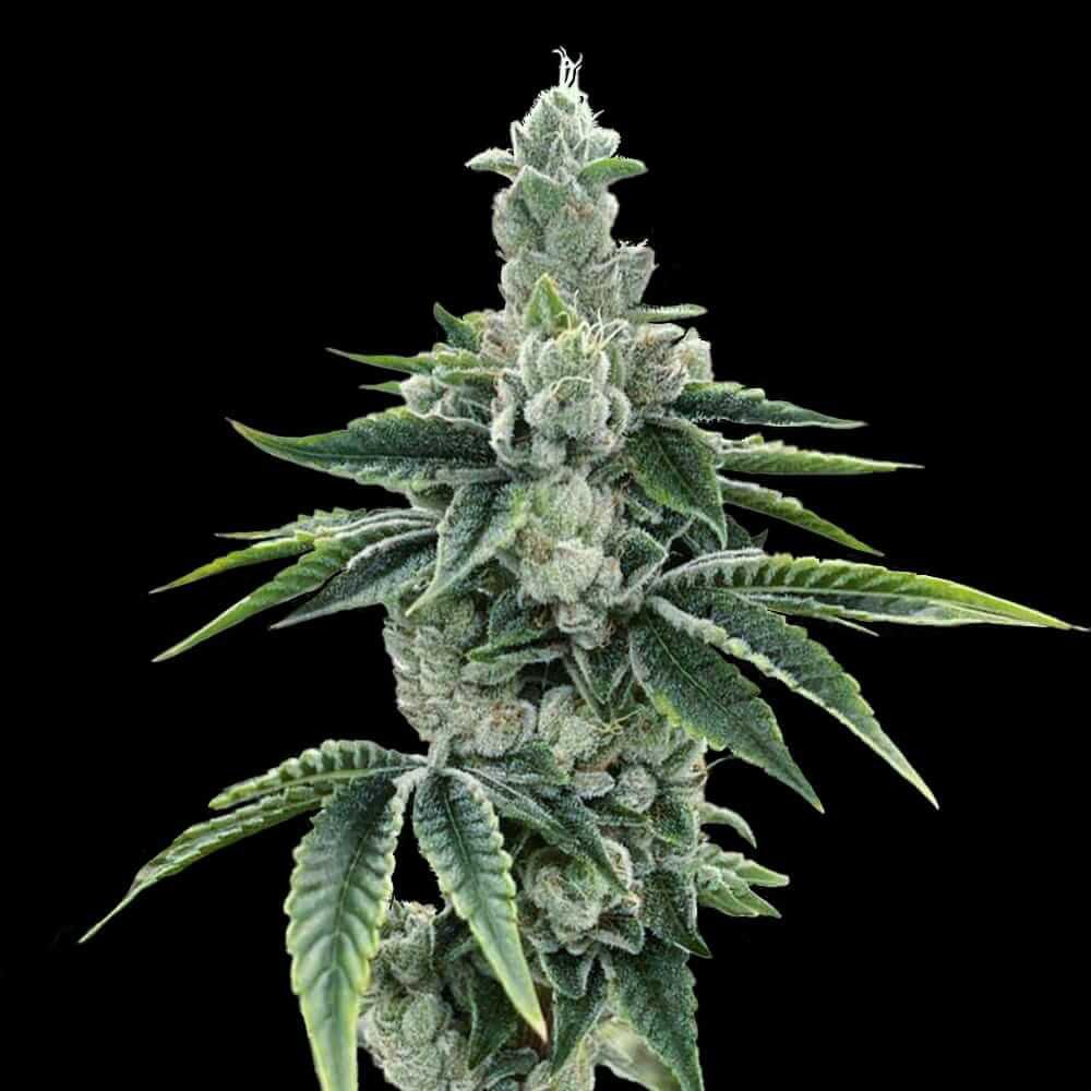 DNA Genetics - Recon 2.0 - Feminized DNA Genetics - Recon 2.0 - Feminized