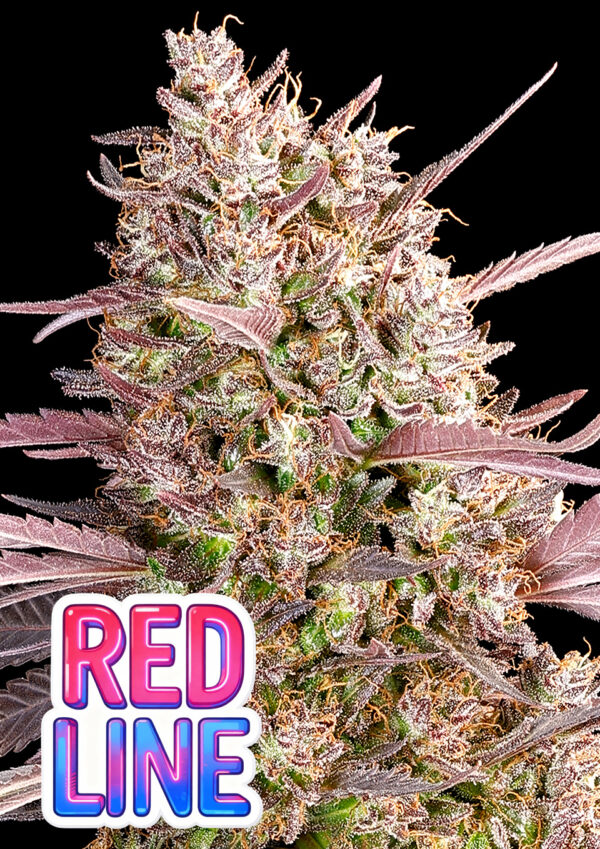 Anesia Seeds - Redline Feminized