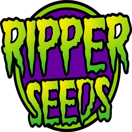 Zkittlez x Purple Punch - Feminized - Ripper Seeds