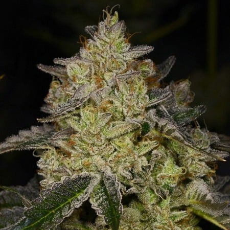 Rose Gold - Feminized - Archive Seeds