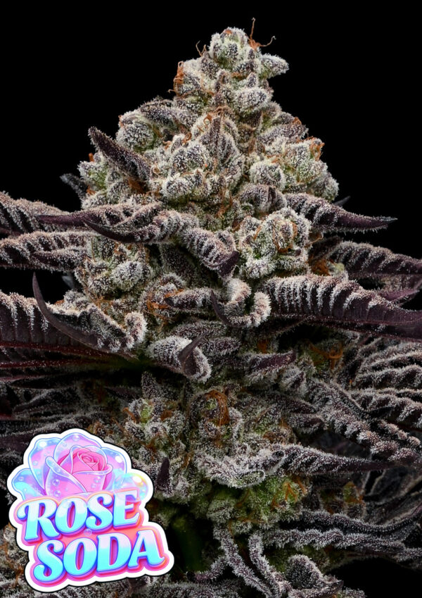 Anesia Seeds - Rose Soda Feminized