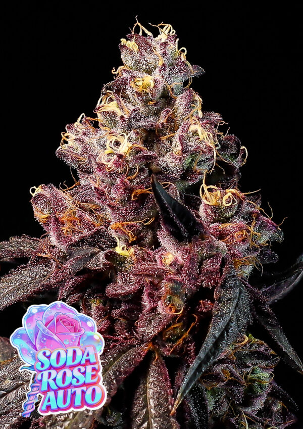 Anesia Seeds - Rose Soda Auto Feminized