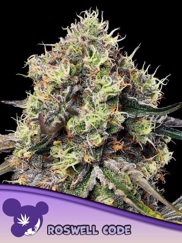 Anesia Seeds - Roswell Code Feminized