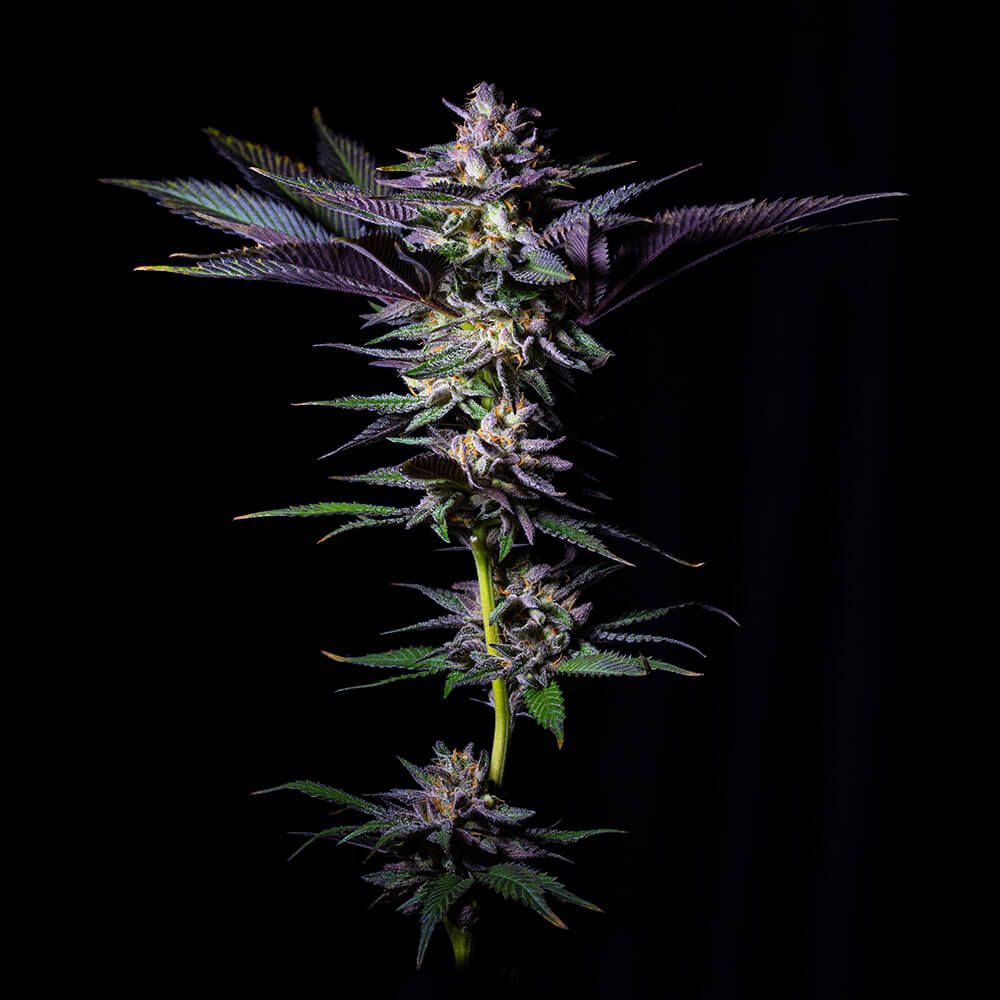 Grateful Seeds - Rotten Rainbow - Feminized